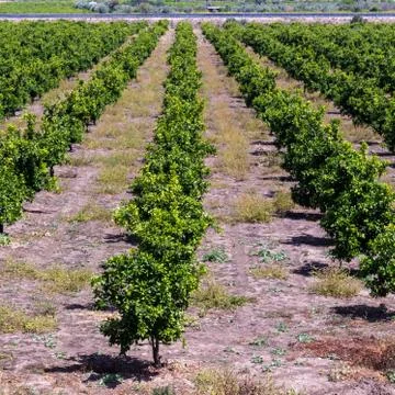 Orange Trees Farm Stock Photos