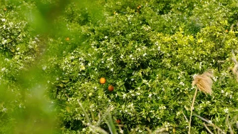 Orange Trees Field Video stock 272321347