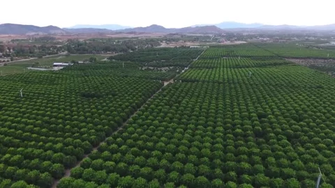 Orange trees Stock Footage 138176780