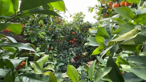 Orange trees full of ripe fruit Stock Footage 313267247