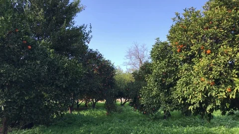 Orange Trees Garden Stock Footage 100239625