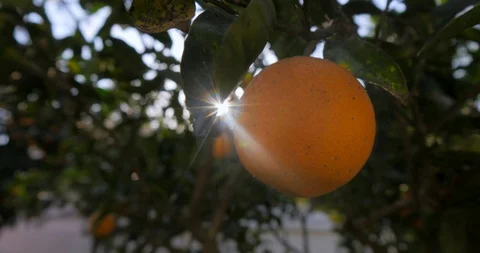 Orange trees in garden outdoor Stock Footage 100490926