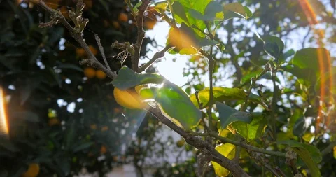 Orange trees in garden outdoor Stock Footage 100491284
