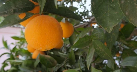 Orange trees in garden outdoor Stock Footage 100491377