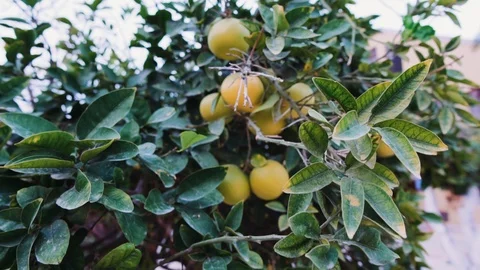 Orange trees with green oranges, close up. Stock Footage 98556474