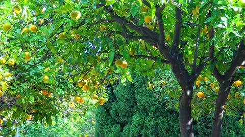 Orange trees grow in the streets of Valencia Stock Footage 233735115