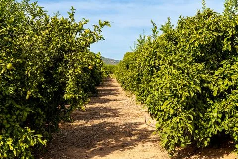 Orange trees lining orchard path under blue sky Stockfoto's