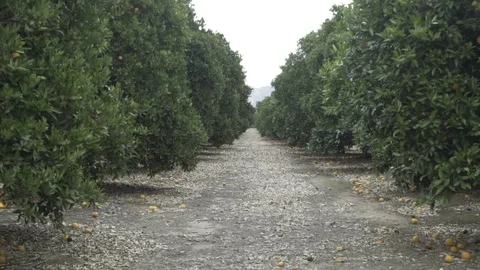Orange trees Orange Cove CA Video stock 110924696