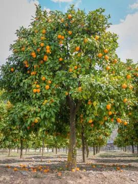 Orange trees with oranges outdoors Fotos Stock