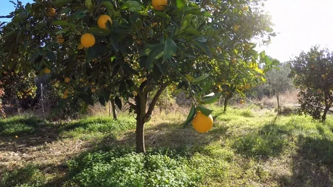 Orange trees in the orchard Stock Footage 127553376