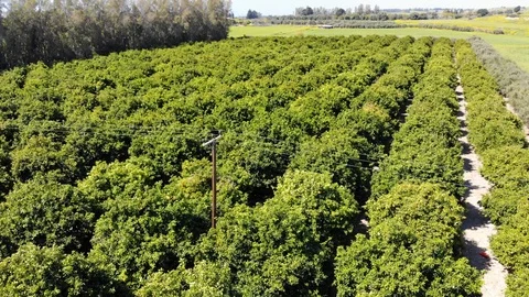 Orange Trees Orchard, Paphos, Cyprus 2018 Stock Footage 87205097