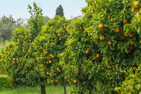 Orange trees in orchard Stock Photos