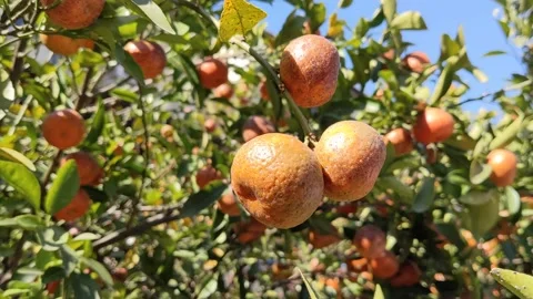 Orange trees in a park 스톡 동영상 145927368
