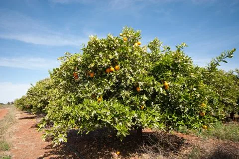 Orange trees Stock Photos