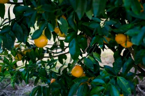 Orange trees Fotos Stock