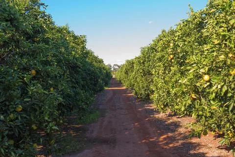 Orange Trees Stock Photos