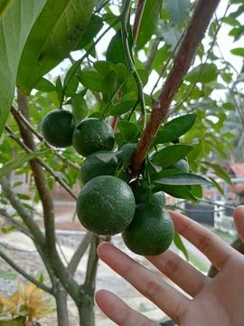 Orange trees Stock Photos
