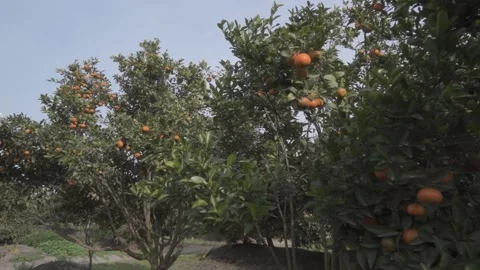 Orange trees plantation Stock Footage 266924321