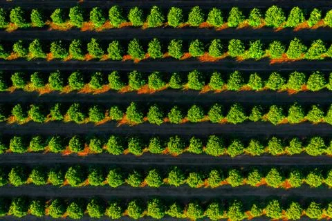 Orange trees plantation pattern Stock Photos