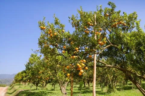 Orange trees plantations Stock-Fotos