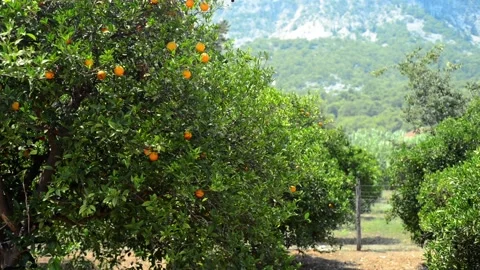 Orange trees with ripe oranges on mountain background Video stock 118976208