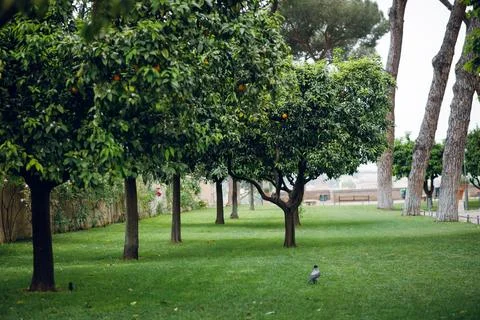 Orange Trees in Roman Garden Stock Photos