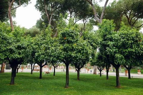 Orange Trees in Roman Park Stock Photos
