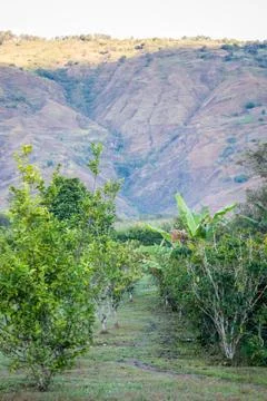 Orange trees in a row Stock Photos