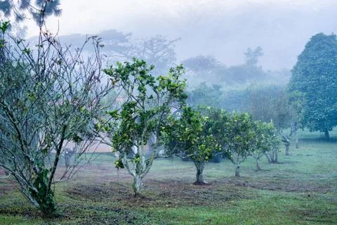 Orange trees in a row Stock Photos