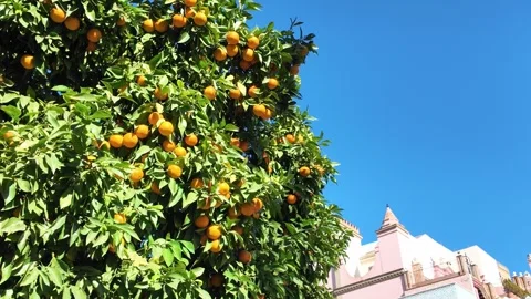 Orange trees in Seville Stock-Footage 296709055