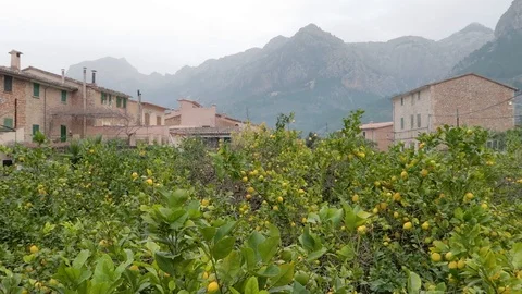 Orange Trees, Soller - Mallorca Stock Footage 90190215