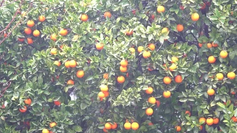 Orange trees under the rain 库存影片 85084472