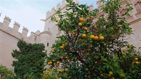 Orange trees view of the La Lonja or The Silk Exchange, Valencia, Spain Video stock 297281445