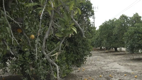 Orange Trees2 Orange Cove CA Video stock 110924702