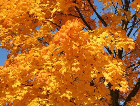 Orange treetop Stock Photos