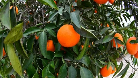 Orange on the tree.Video is made with a fish eye. Stock-Footage 87470496