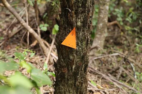 Orange Triangle Marker Nailed Rough Forest Tree Stock Photos