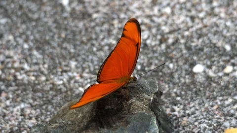 Orange tropical butterfly flapping its wings slow motion Stock Footage 91814693