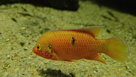 An orange tropical fish floating  Stock Footage 266071115