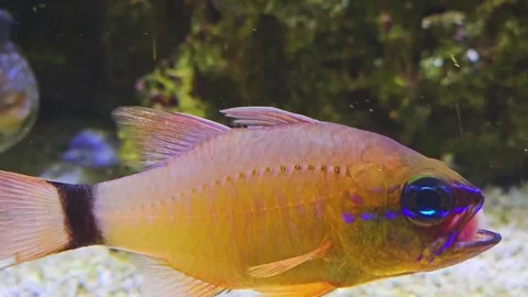 An orange tropical fish  Stock Footage 244991145