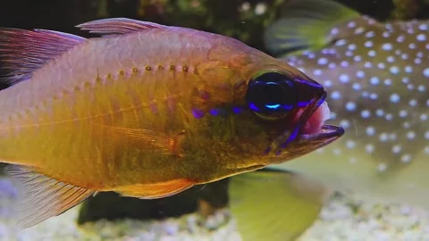 An orange tropical fish Stock Footage 245030632