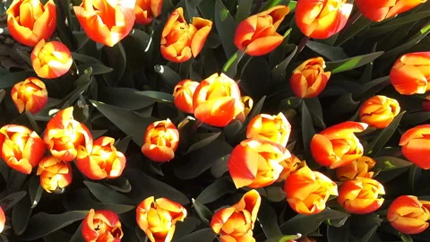 Orange tulip as background Video stock 134591251