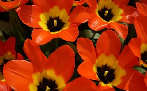 Orange tulip background Stock Photos