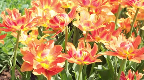 Orange tulip close Stock Footage 26062744