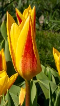 Orange tulip close-up 库存照片