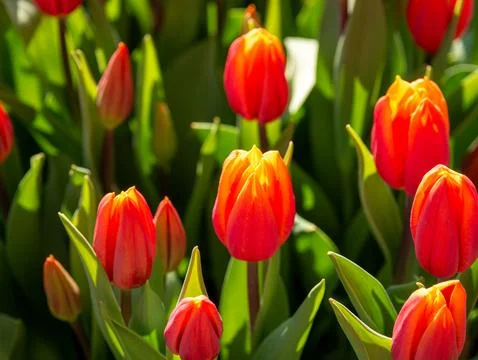 Orange tulip close-up Stock Photos