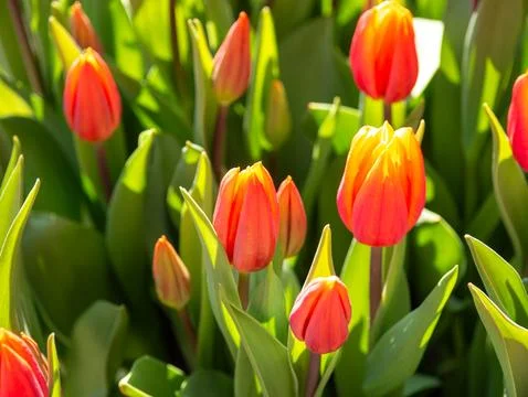 Orange tulip close-up Stock Photos