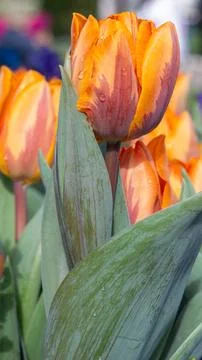 Orange tulip close-up Stock Photos