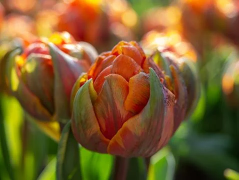 Orange tulip close-up Stock Photos