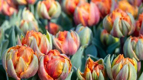 Orange tulip close-up Stock Photos